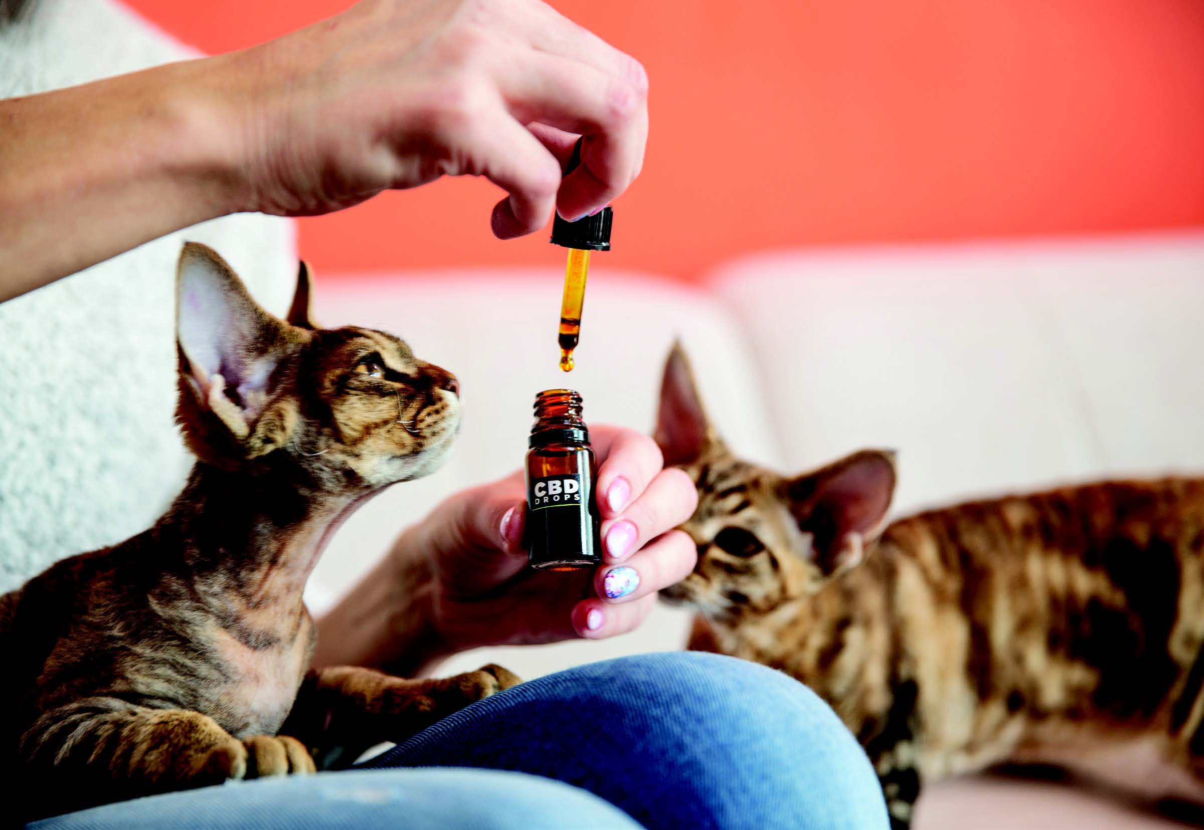 5 reasons your pet can benefit from CBD
