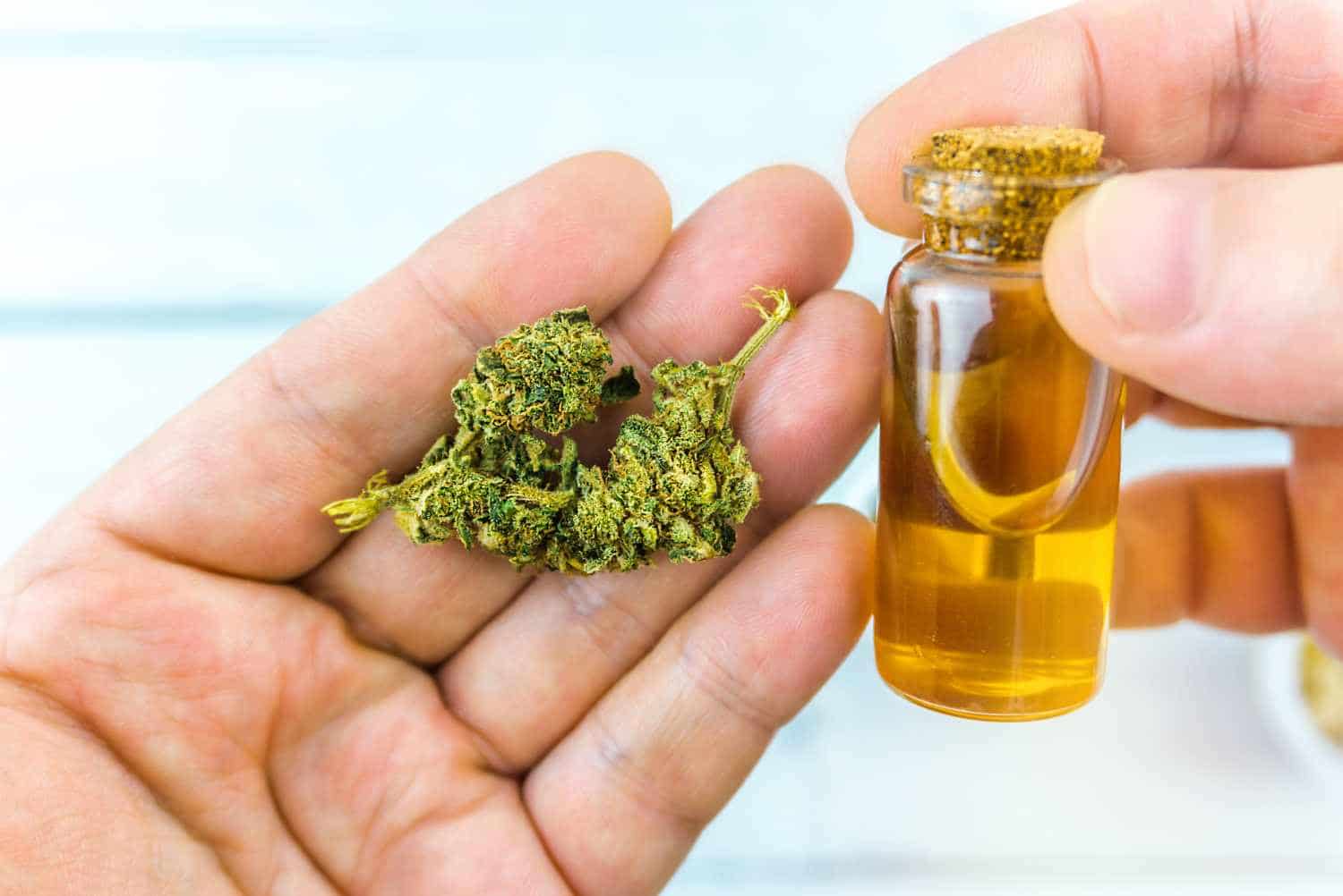 what-is-the-difference-between-hemp-and-marijuana